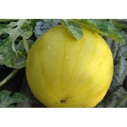 Желтый арбуз на грядке с листьями - Солнцедар