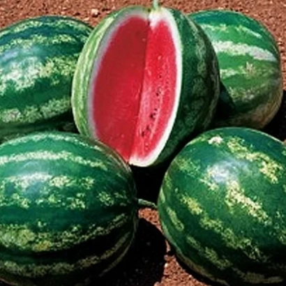 Арбузы на земле, один разрезан пополам, видна красная мякоть - Стетсон F1
