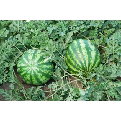 Два арбуза на грядке среди листвы - Страйк