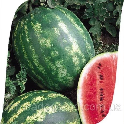 Арбузы на грядке, один разрезан, видна мякоть - Сансвит