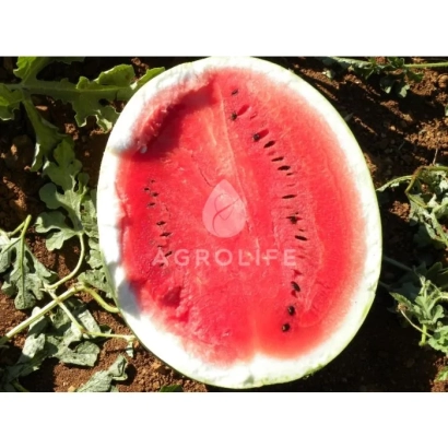 Срез арбуза с логотипом AGROLIFE на мякоти - Сюрприз