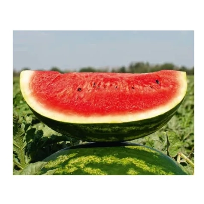 Срез арбуза СВ 3807 ВТ на фоне грядки