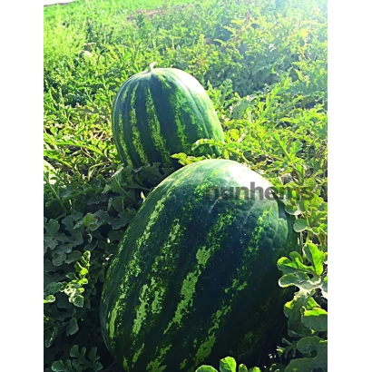 Два арбуза Тамерлан растут на гряде в поле.