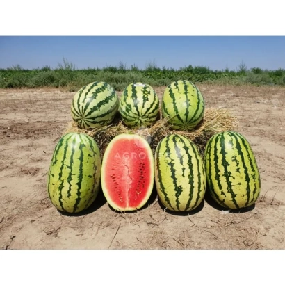 Арбузы на земле, один разрезан пополам, показывающий красную мякоть. - Тамтам