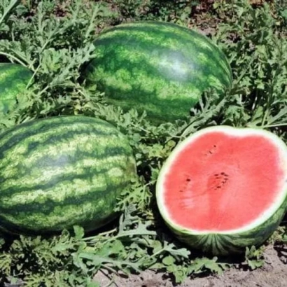 Арбузі на грядці, один розрізаний, видно червону м'якоть - Танго