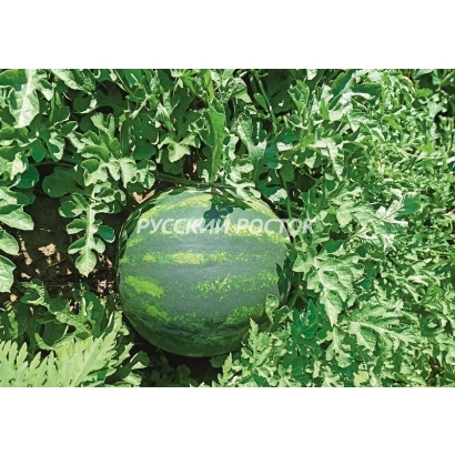 Watermelon Taranis grows on a bed among green leaves.