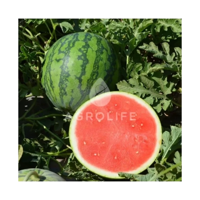 Watermelon AGROLIFE in field with sliced fruit - Tigris