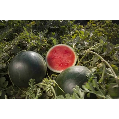 Арбузы на грядке, один разрезан, видна красная мякоть - Титания