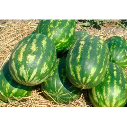 Арбузы сорта Триумф на соломе