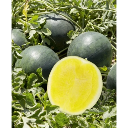 Арбуз Тропикал Саншайн на грядке с одним разрезанным плодом, показывающим желтую мякоть