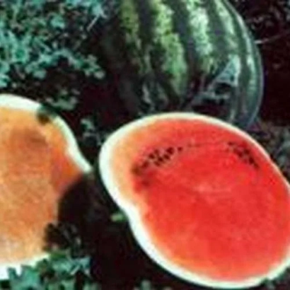 Срез арбуза сорта Троя F1 с семенами на фоне целого плода