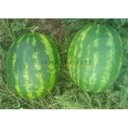 Два арбузи сорту АЙДОНА ИНФРЕЙ на землі - ТЮРК
