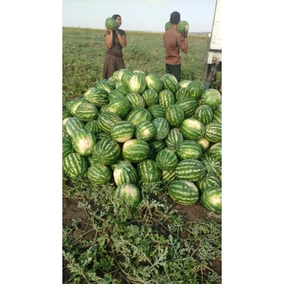 Куча арбузов на поле с людьми на заднем плане - Юбиляр