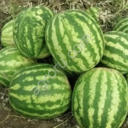 Арбузы ВДЛ 7045 | VDL 7045 Watermelon на земле
