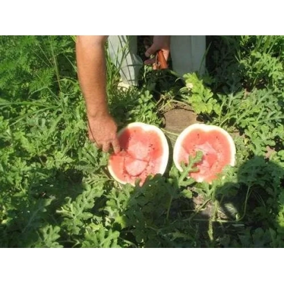 Две половинки арбуза Викинг на фоне зелёных листьев