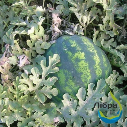 Watermelon in field with Libra logo - Wild Honey