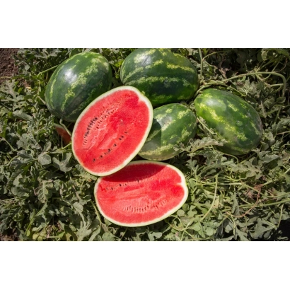 Арбуз Юкон на грядке с разрезанным плодом