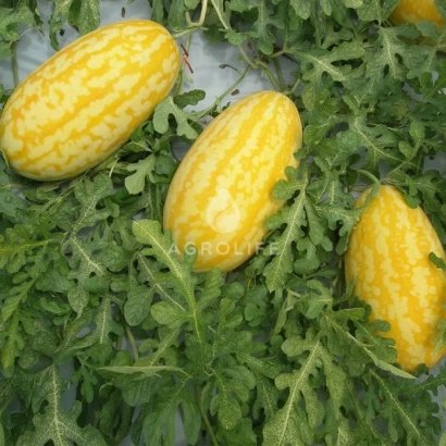 Желтые огурцы Жако на листьях