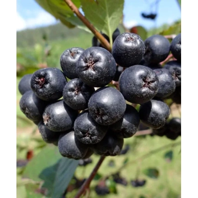 Спелые ягоды аронии на ветке - Мулатка