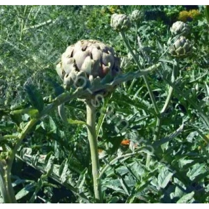 Артишок на стебле в поле - Артист