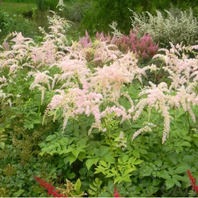 Цветущая астильба розового оттенника на фоне зелёной листвы - Бетси Куперус