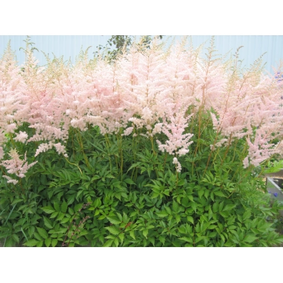 Розовая астильба в цвету на фоне зелени - Брунхильде