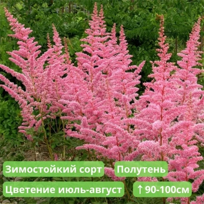 Розовая астильба Полутень с цветением июль-август - Катлея