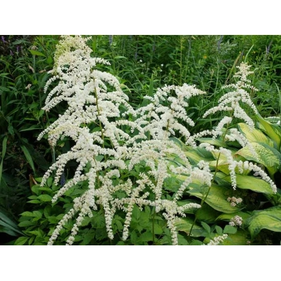 Астильба с белыми соцветиями на зелёном фоне - Профессор ВАН ДЕР Вилен