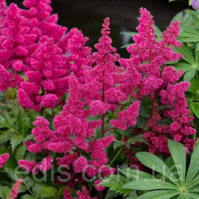 Розовые цветы астильбы Рубин на фоне зелени