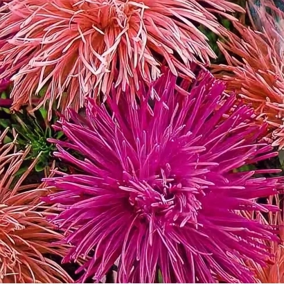 Close-up of a pink-purple aster flower - ALISA