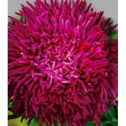 Крупный план ярко-розовой астры Анжелика