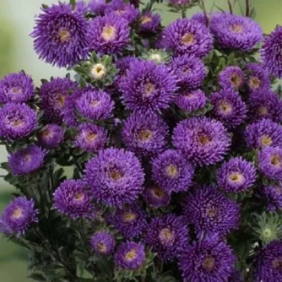 Dark purple aster in bloom