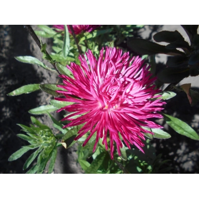 Розовый цветок астры на фоне зелени - АССОЛЬ ВОРОНЕЖСКАЯ