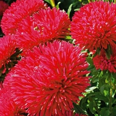 Красные цветы астры на фоне зелени - Джаконда