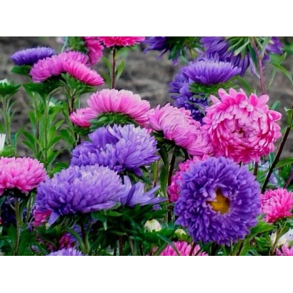 Астры разных цветов: розовые, фиолетовые, сине-фиолетовые на фоне зелени - ГРУСТЬ