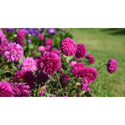 Цветущая астра розового цвета на зелёном фоне - ХАВСКИЙ РАССВЕТ