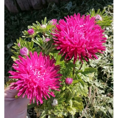 Ярко-розовые цветы астры на фоне зелени - КАССАНДРА