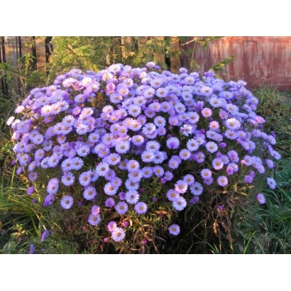 Цветущий куст астры Любава на фоне забора