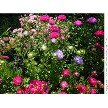 Цветущие астры розового, фиолетового и белого цветов на зеленом фоне - ЛЮБИМАЯ