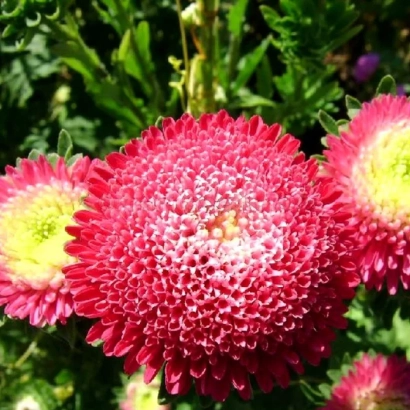 Крупный план ярко-розового цветка астры с зеленой листвой на фоне - Малинка