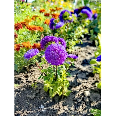 Цветущие астры бордюрные на грядке - МАЛЫШКА БОРДЮРНАЯ