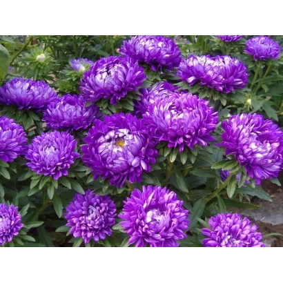 Close-up of purple asters against green foliage - Marina