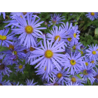 Photo of purple asters against green foliage - Monarch