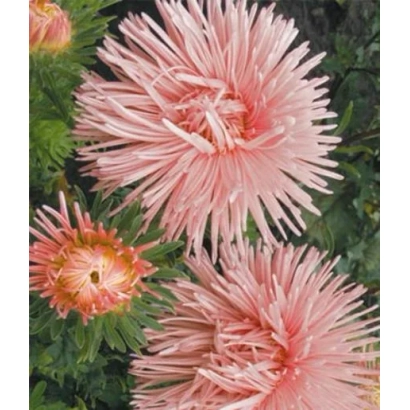 Pink aster flowers on green background - NAINA
