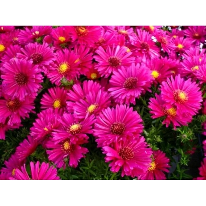 Photo of bright pink aster flowers against green foliage - NATSMI