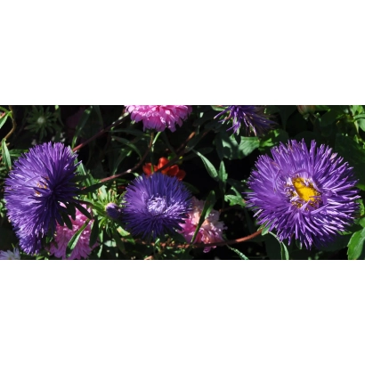 Aster flowers Nochenka against green foliage