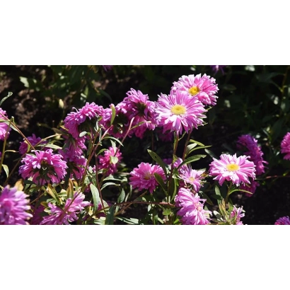 Цветущая астра розового цвета на фоне зелени - НОННА