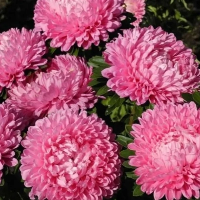 Розовые цветы астры на фоне зелени - Оксана (9108203) / Оксана