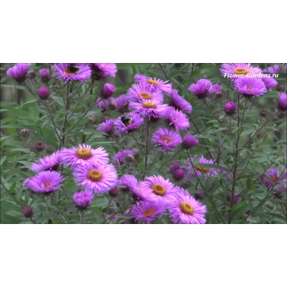 Цветущая астра октябрина на фоне зелени
