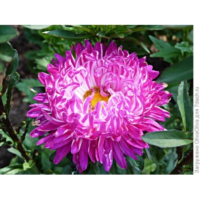 Pink aster Plushy Beauty against green foliage